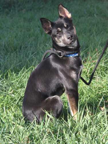 Adopt-a-pet: Ember
